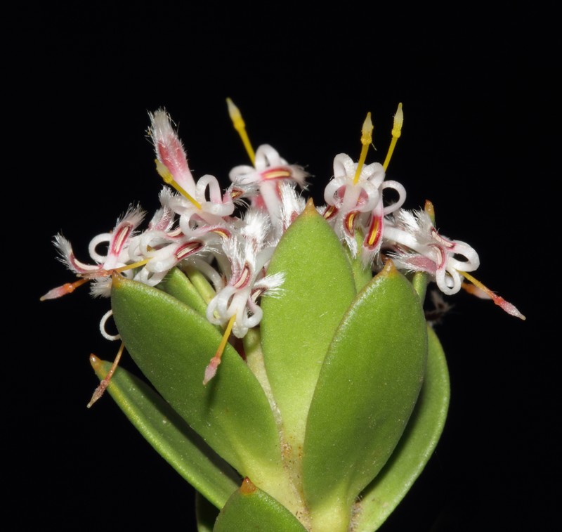 Isopogon spathulatus subsp. obovatus photo 3