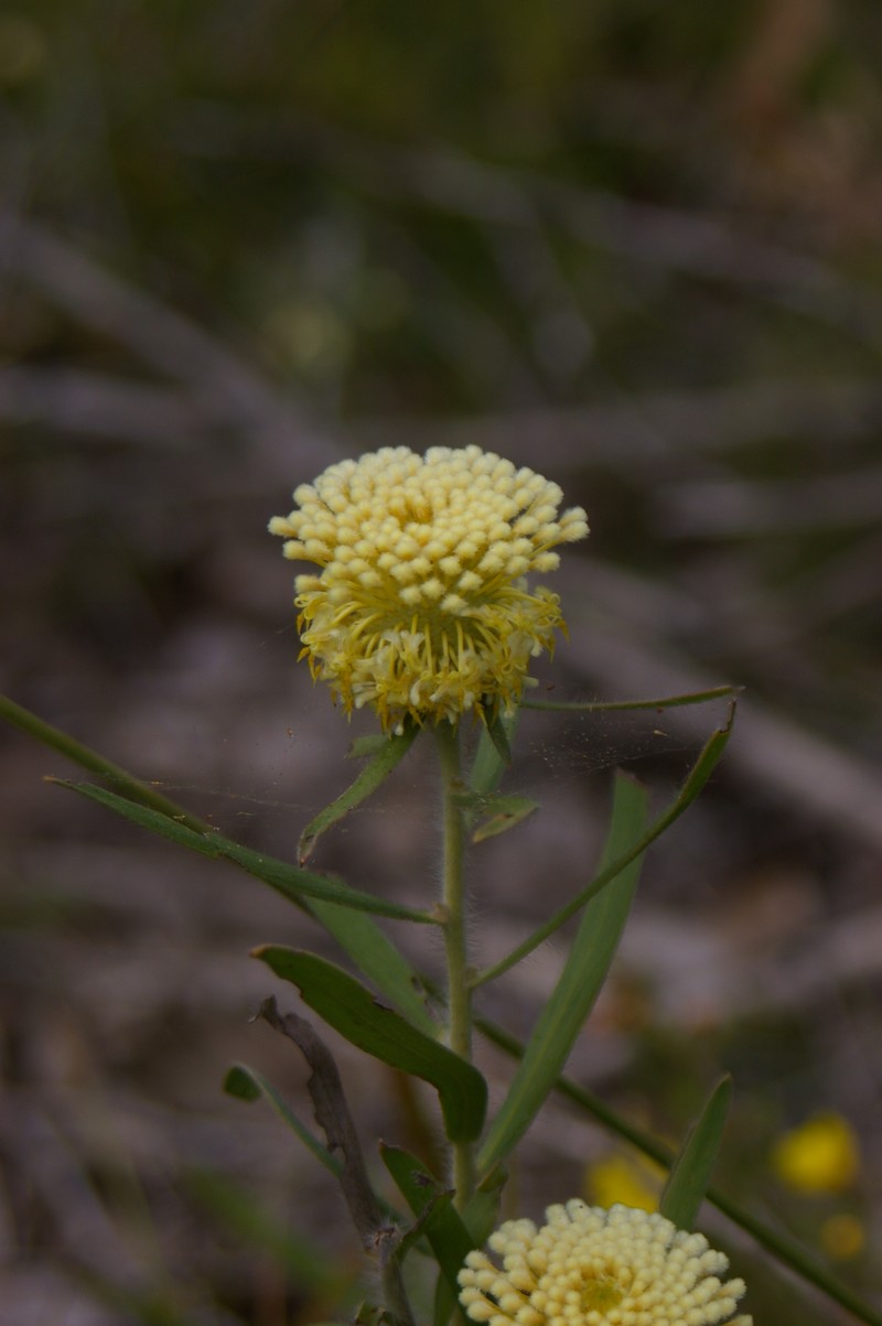 Isopogon sphaerocephalus