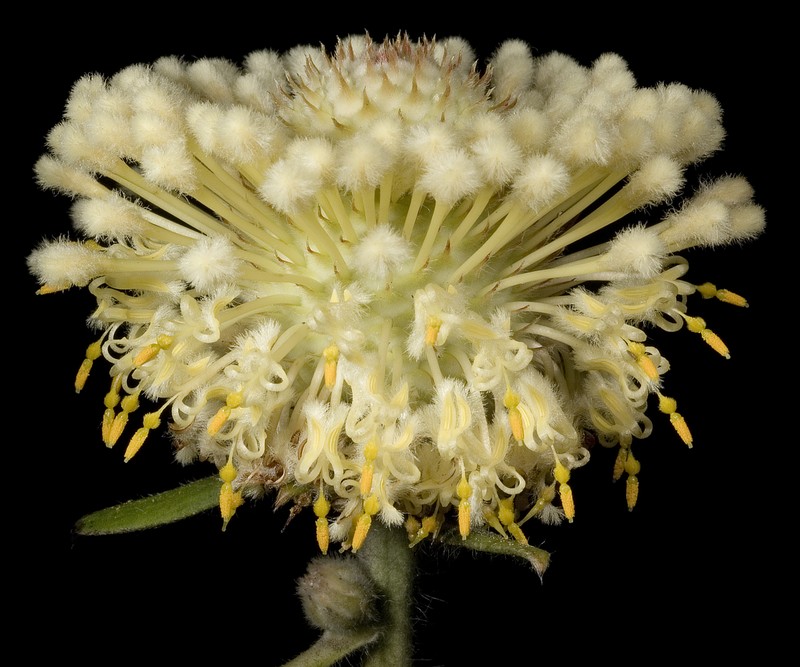 Isopogon sphaerocephalus photo 2