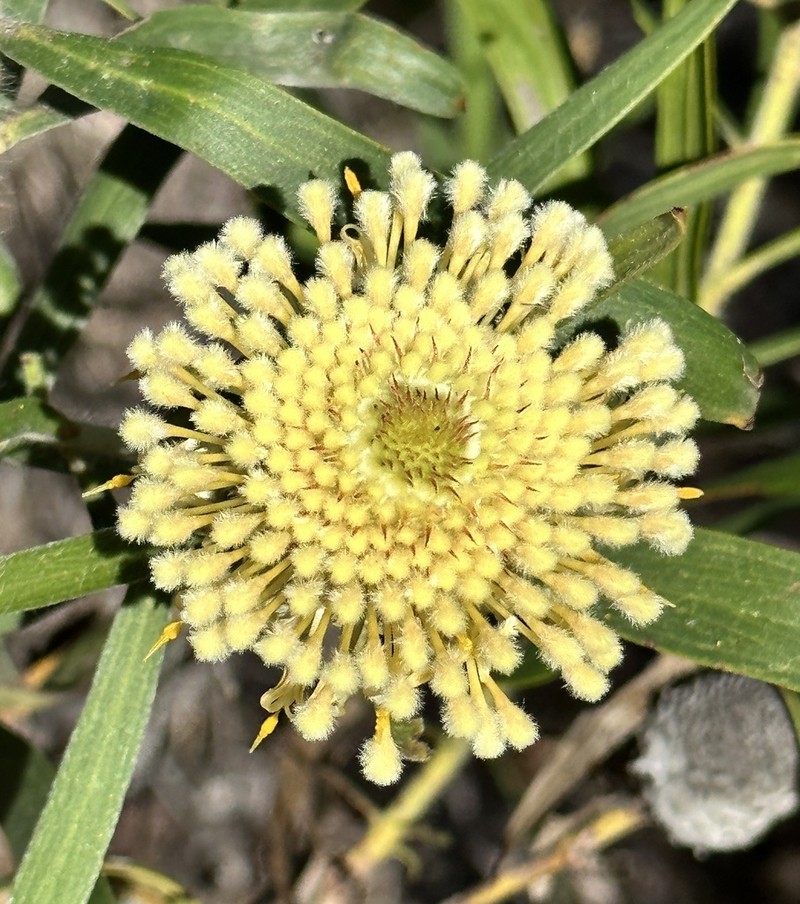 Isopogon sphaerocephalus photo 3