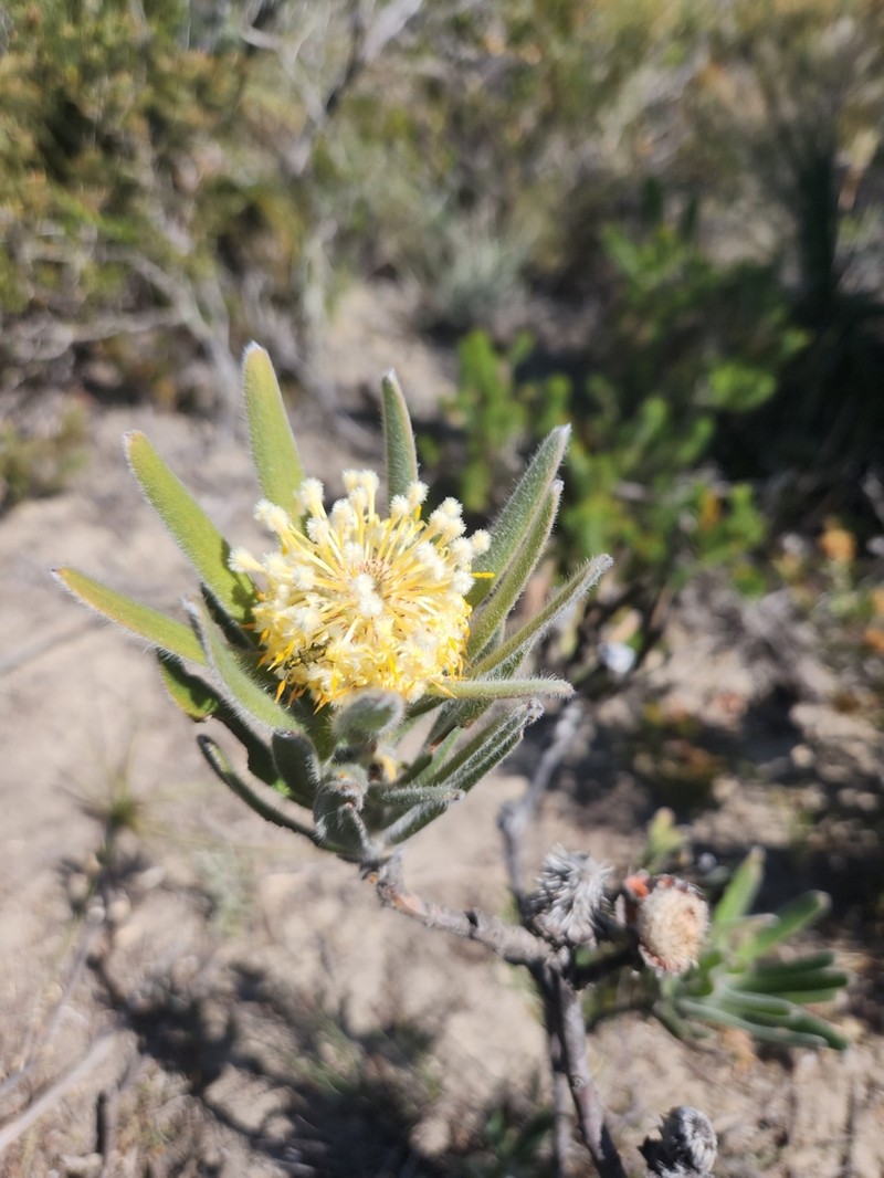 Isopogon sphaerocephalus photo 4