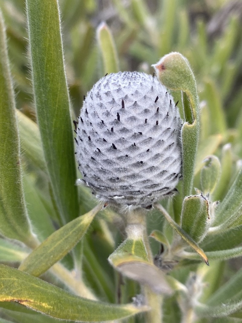 Isopogon sphaerocephalus photo 5