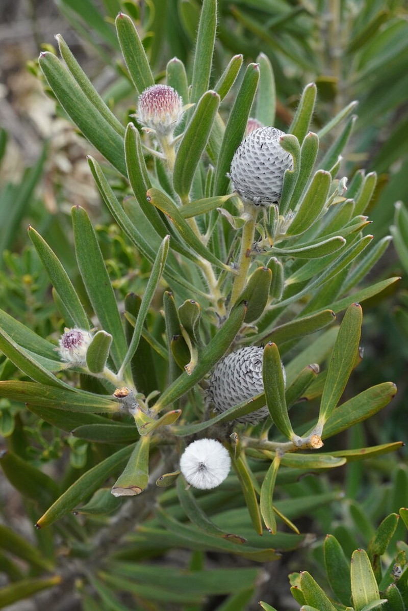 Isopogon sphaerocephalus photo 6
