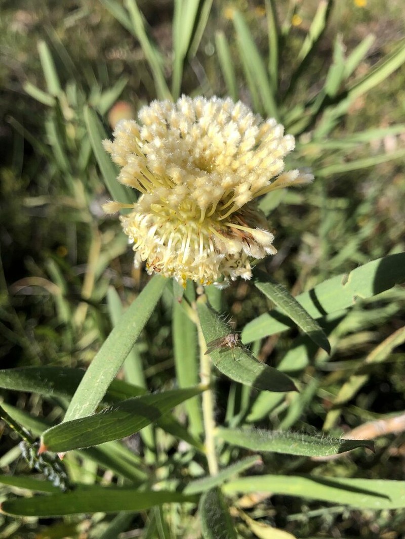 Isopogon sphaerocephalus photo 7