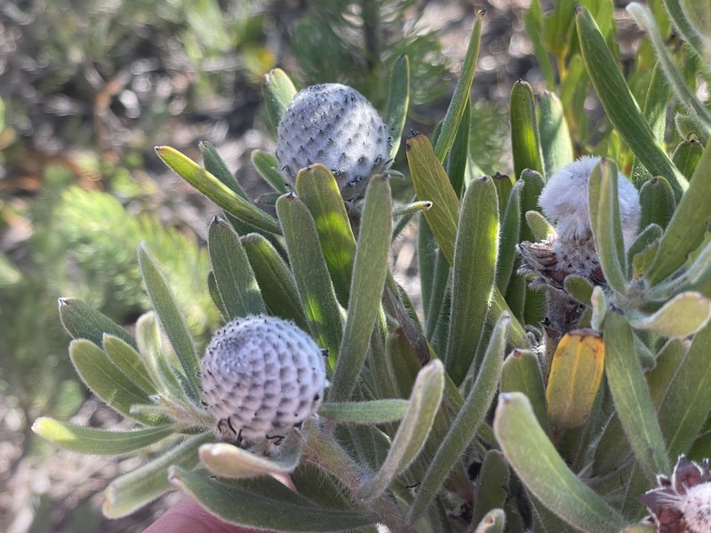 Isopogon sphaerocephalus subsp. lesueurensis