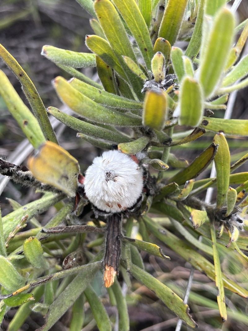Isopogon sphaerocephalus subsp. lesueurensis photo 3