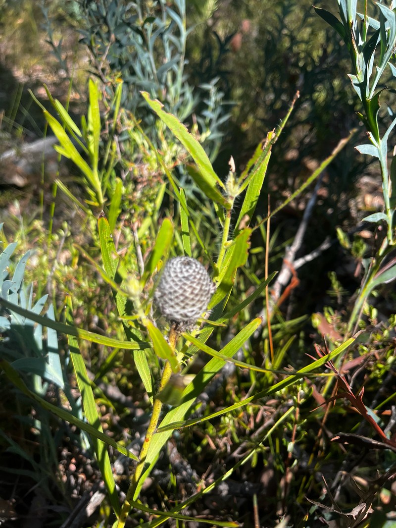 Isopogon sphaerocephalus subsp. sphaerocephalus