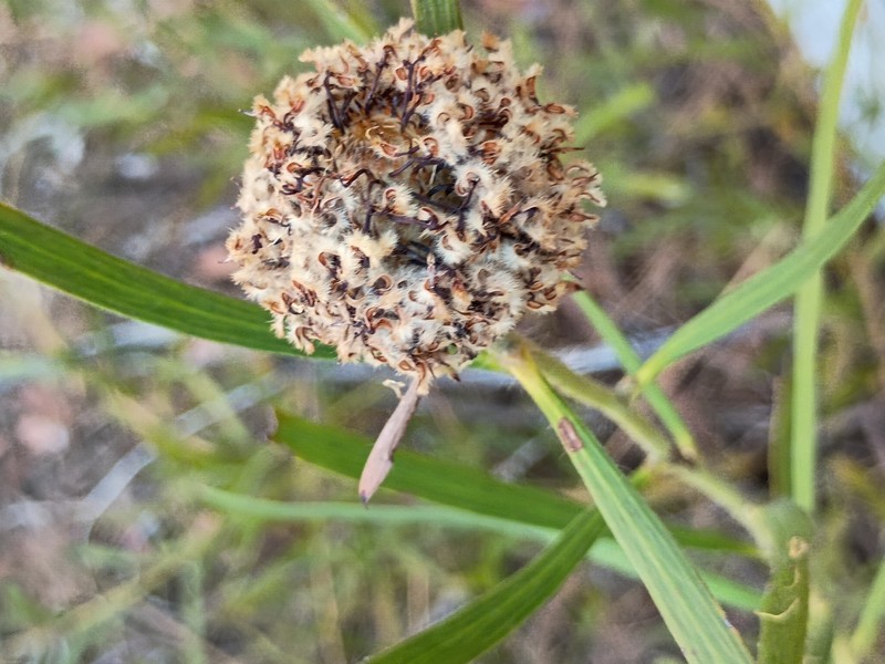 Isopogon sphaerocephalus subsp. sphaerocephalus photo 2