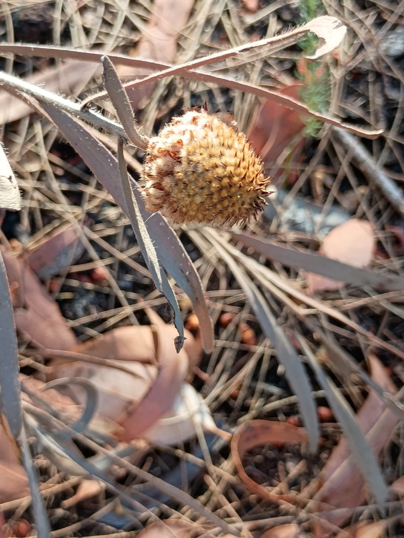 Isopogon sphaerocephalus subsp. sphaerocephalus photo 3