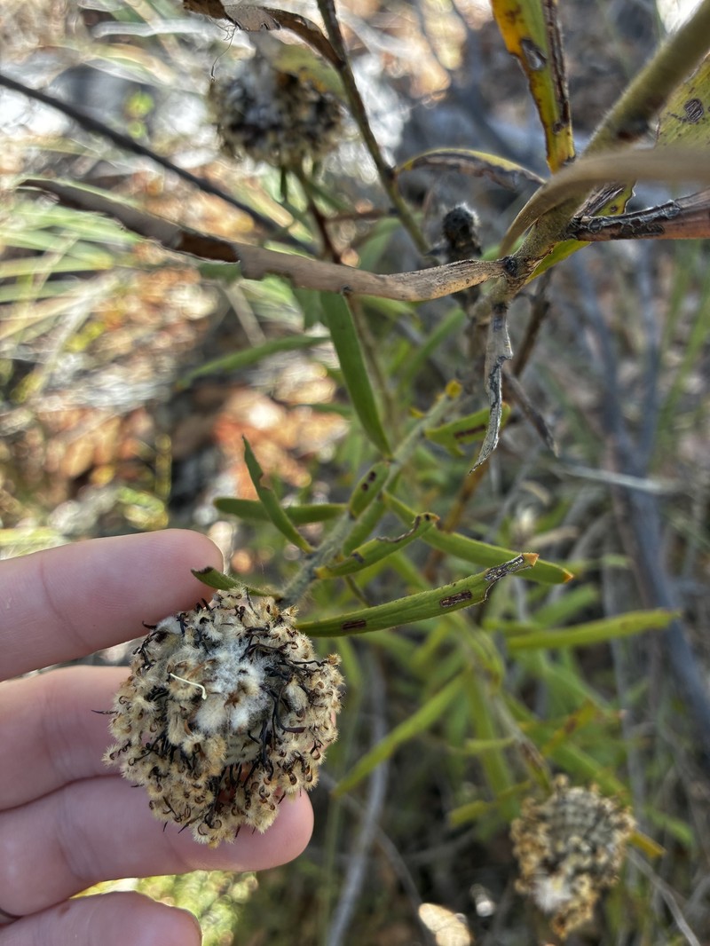 Isopogon sphaerocephalus subsp. sphaerocephalus photo 4