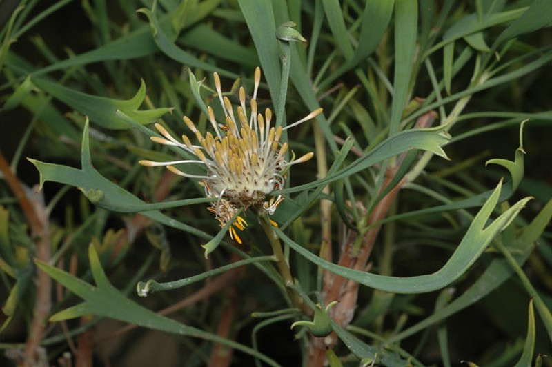 Isopogon tridens