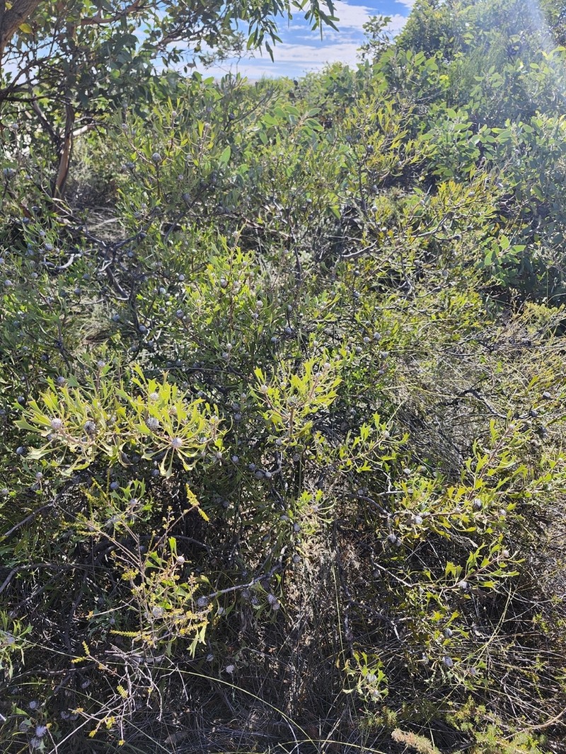 Isopogon tridens photo 2