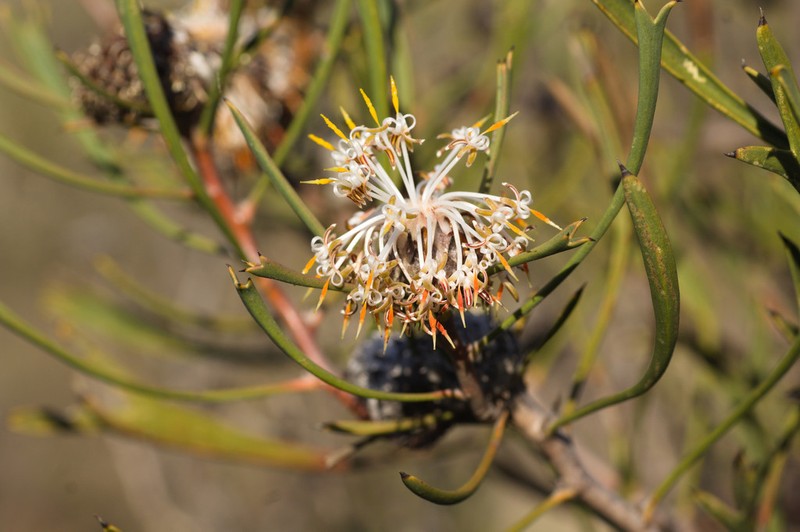 Isopogon tridens photo 3