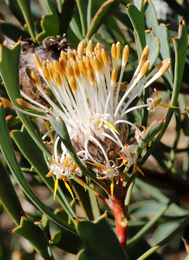 Isopogon tridens photo 4
