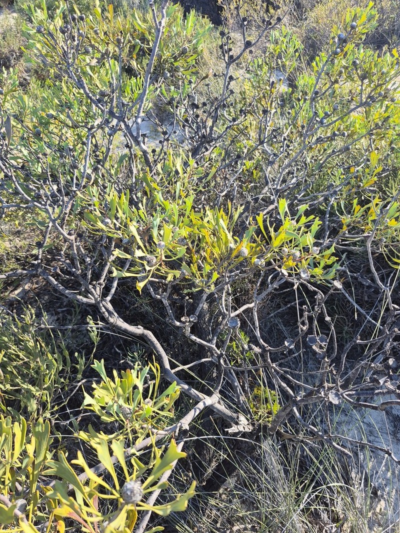 Isopogon tridens photo 5