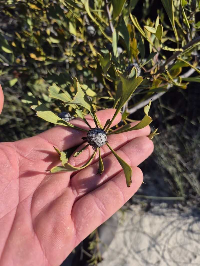 Isopogon tridens photo 6