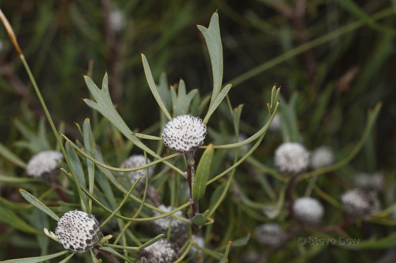 Isopogon tridens photo 7