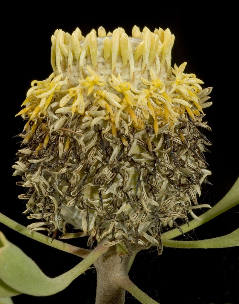 Isopogon trilobus