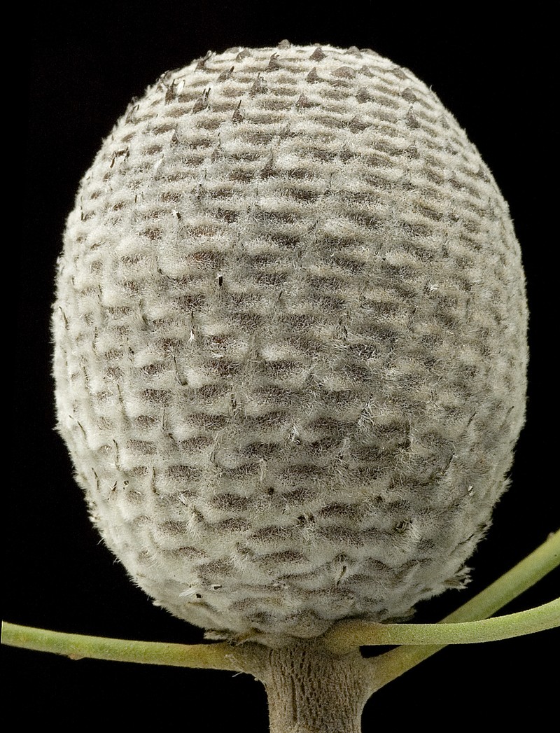 Isopogon trilobus photo 2