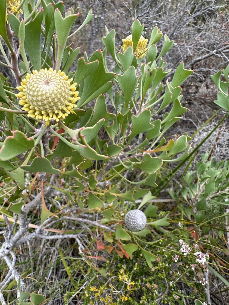 Isopogon trilobus photo 3