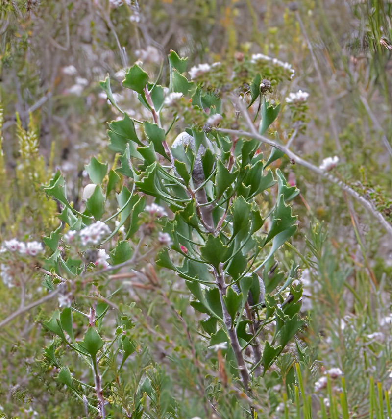 Isopogon trilobus photo 4