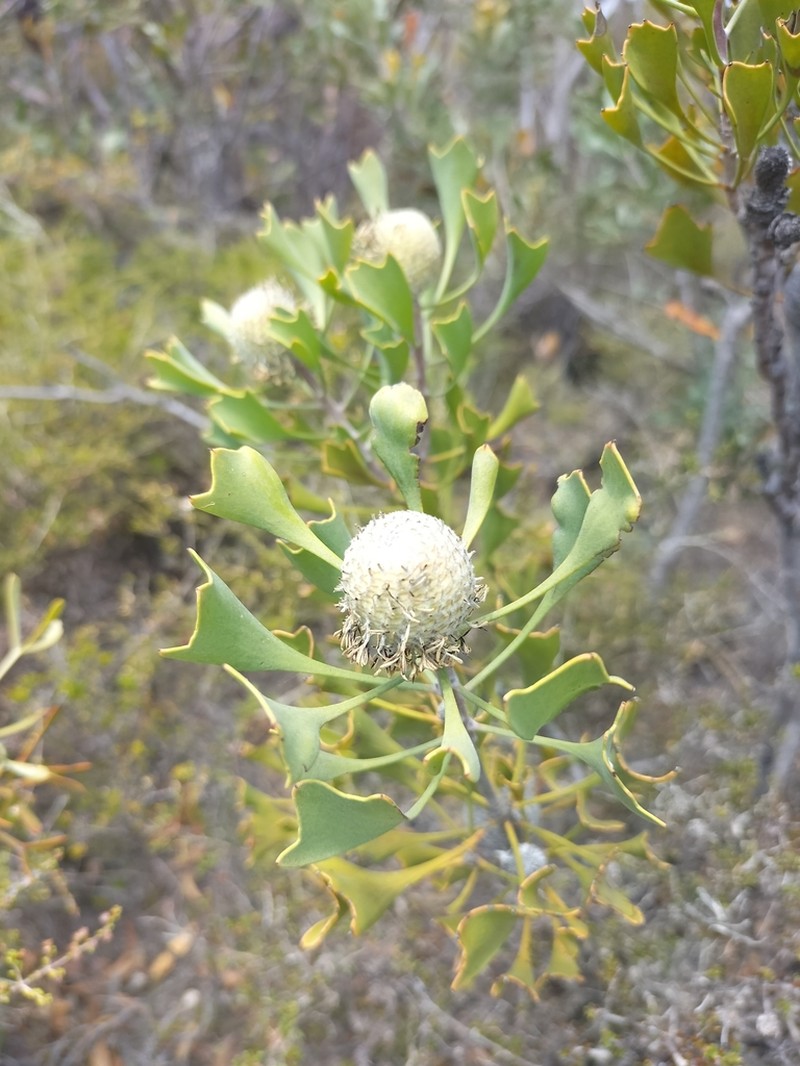 Isopogon trilobus photo 5