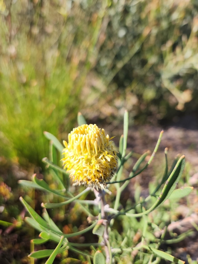 Isopogon trilobus photo 6