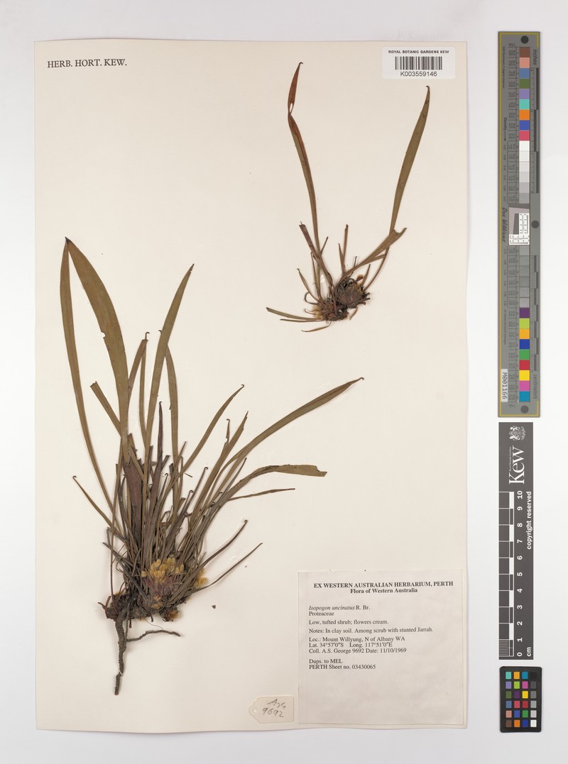 Isopogon uncinatus photo 2