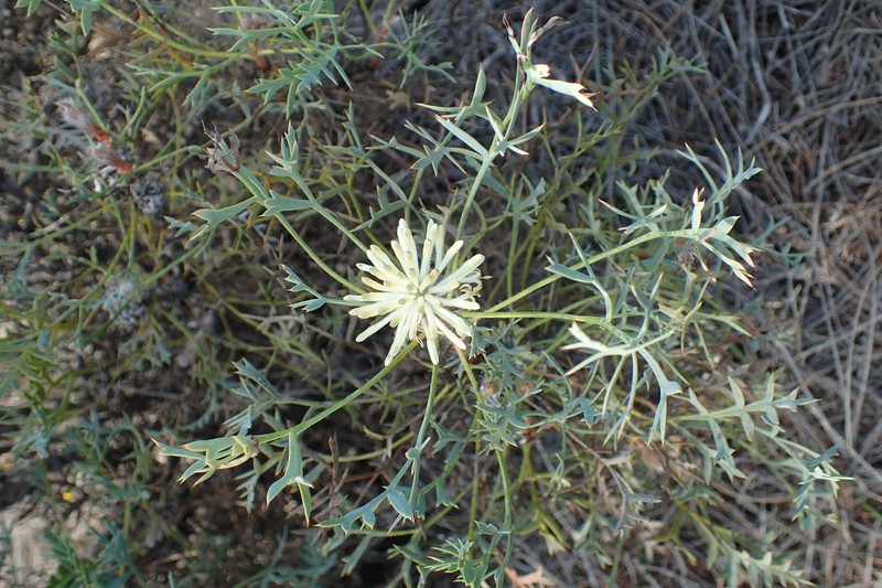 Isopogon villosus
