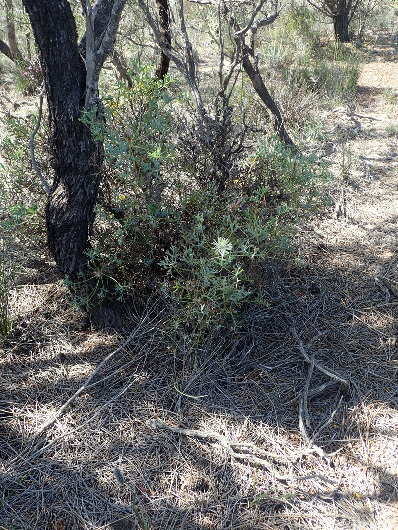 Isopogon villosus photo 2