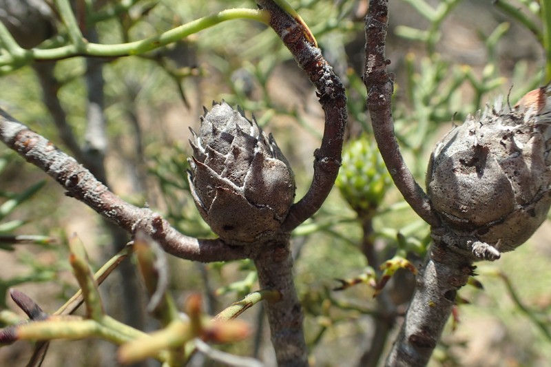 Isopogon villosus photo 3