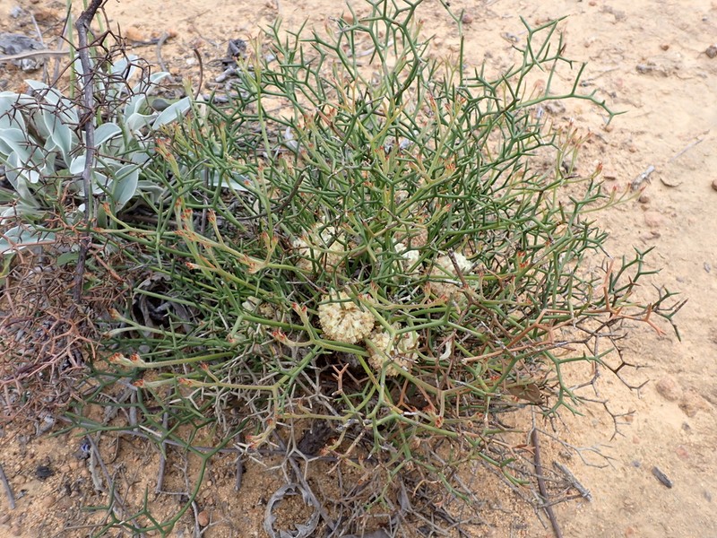 Isopogon villosus photo 4