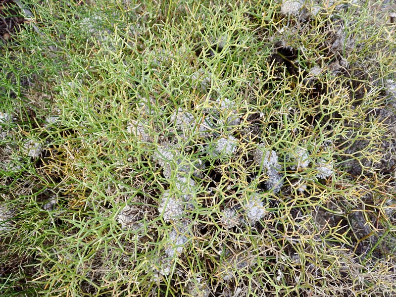 Isopogon villosus photo 5