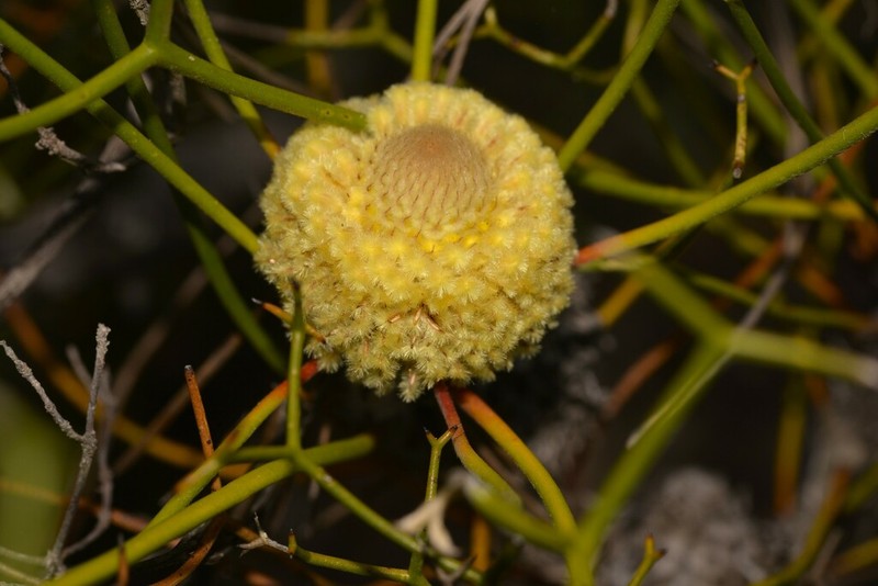Isopogon villosus photo 6