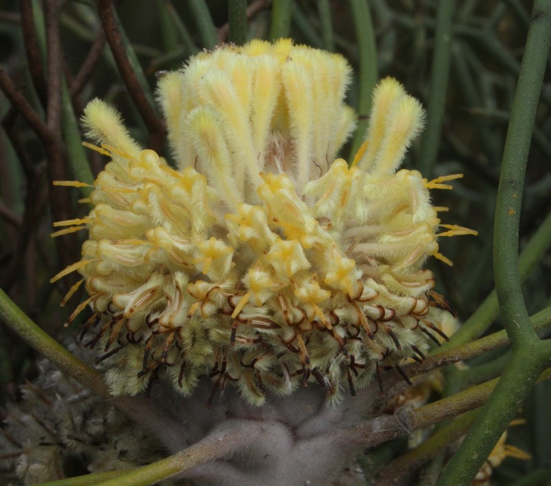 Isopogon villosus photo 7