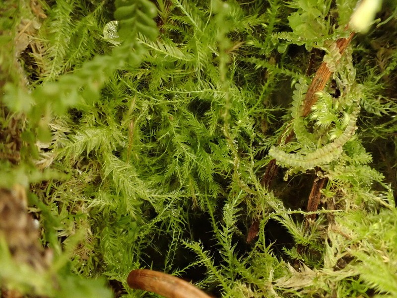 Mueller's Isopterygiopsis Moss