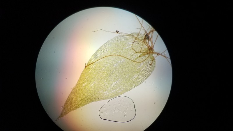 Mueller's Isopterygiopsis Moss photo 2