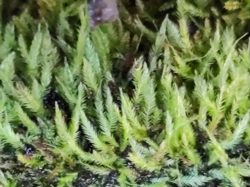 Mueller's Isopterygiopsis Moss photo 3