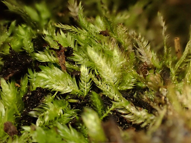 Mueller's Isopterygiopsis Moss photo 4