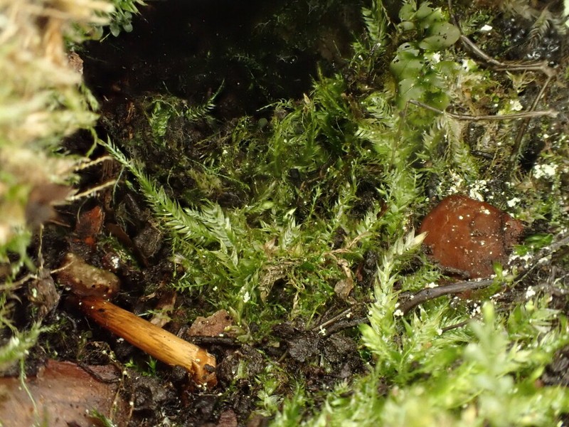Mueller's Isopterygiopsis Moss photo 5