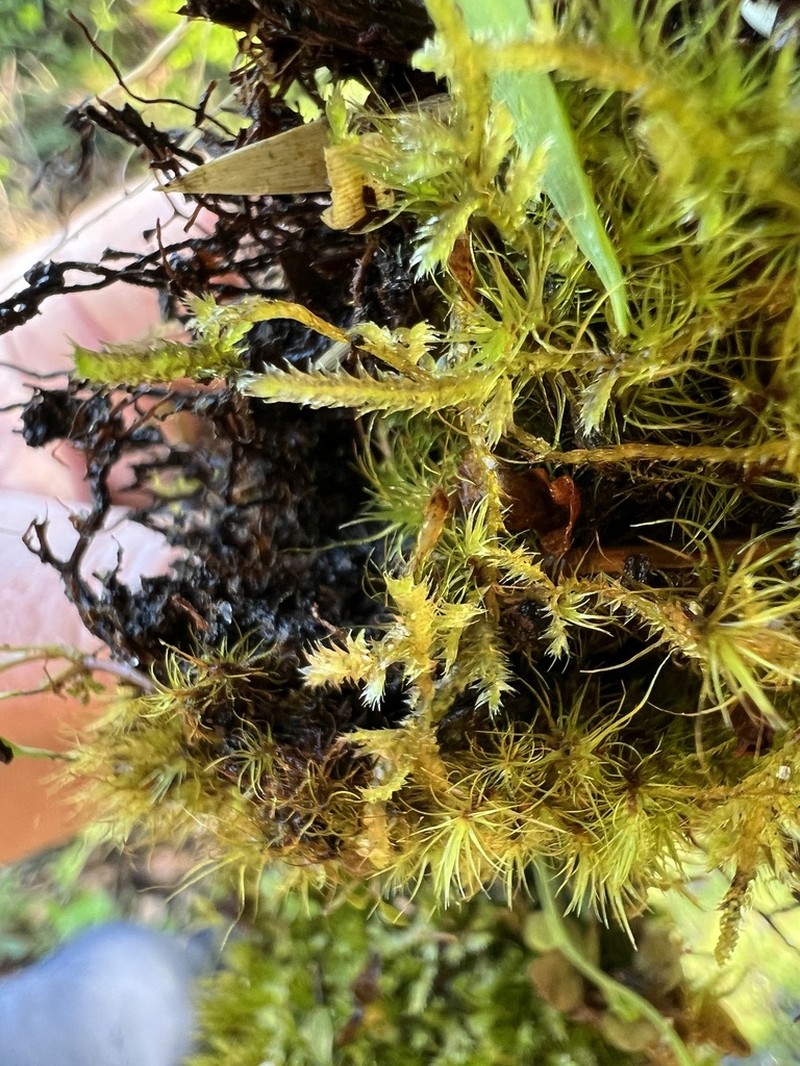 Mueller's Isopterygiopsis Moss photo 6