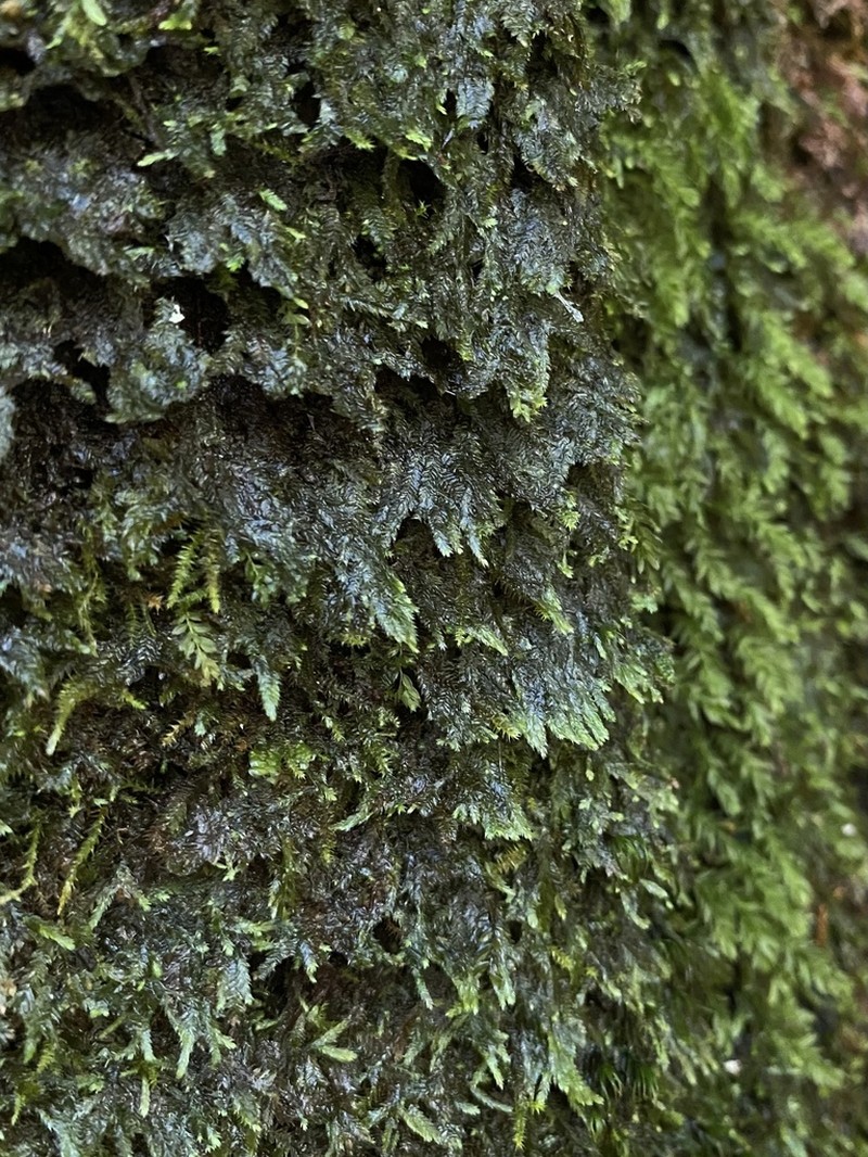 Mueller's Isopterygiopsis Moss photo 7