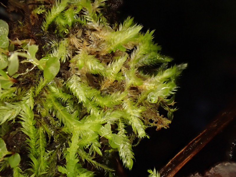 Mueller's Isopterygiopsis Moss photo 8