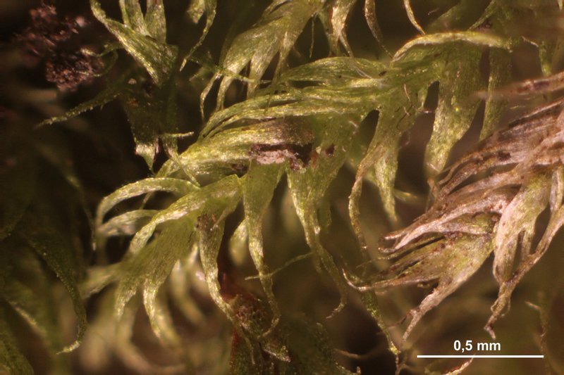 Isopterygiopsis Moss