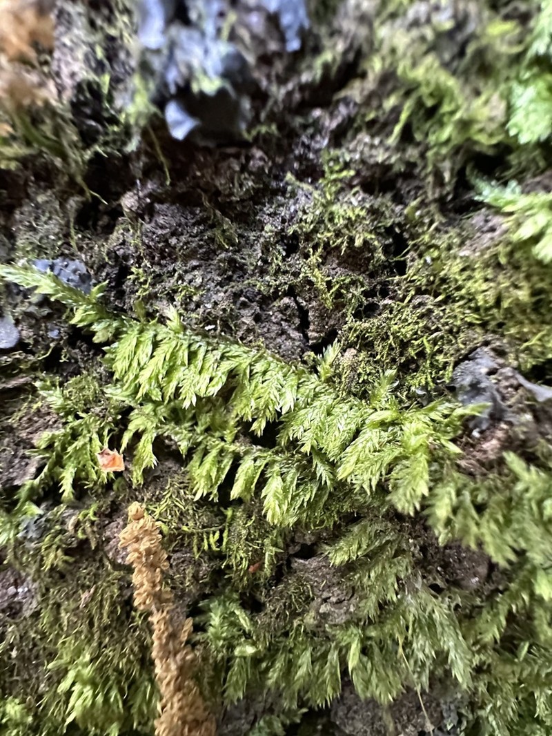Isopterygium Moss