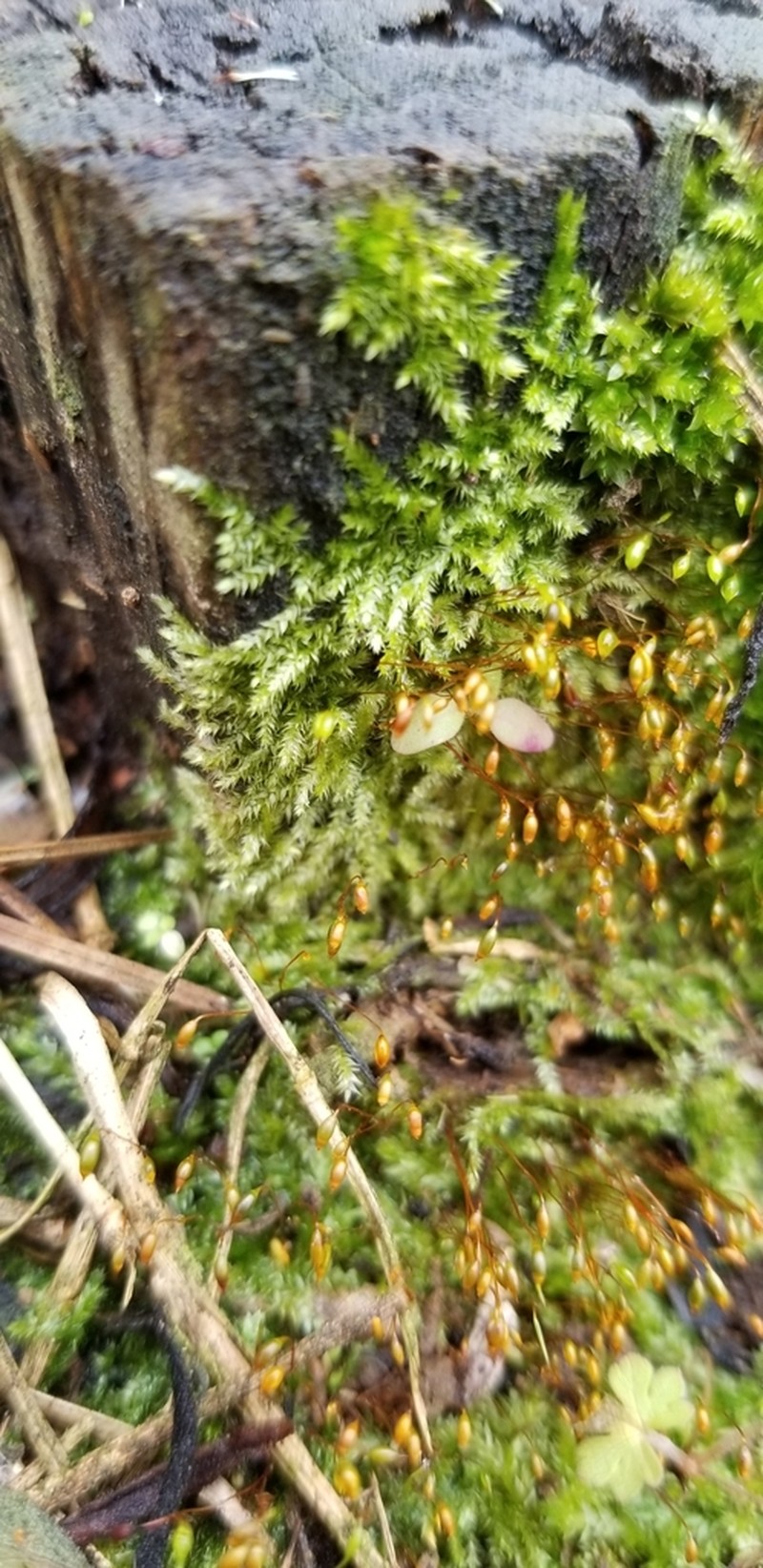 Isopterygium Moss photo 2