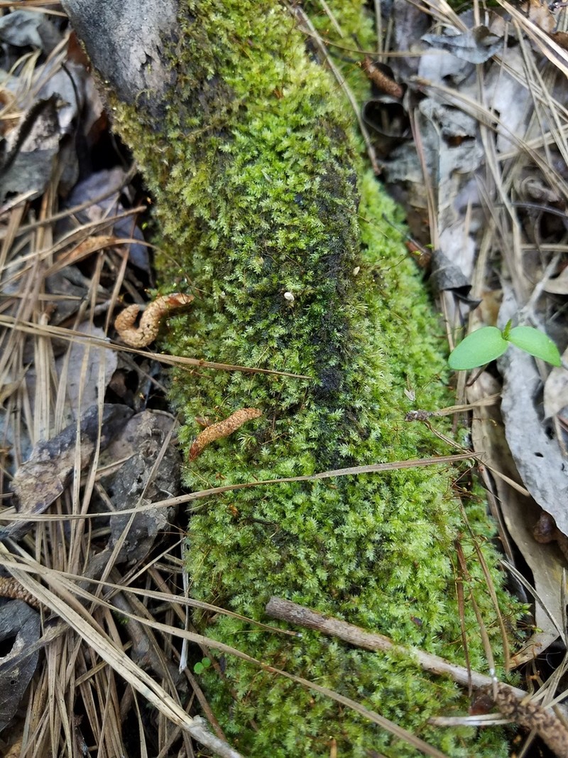 Isopterygium Moss photo 3