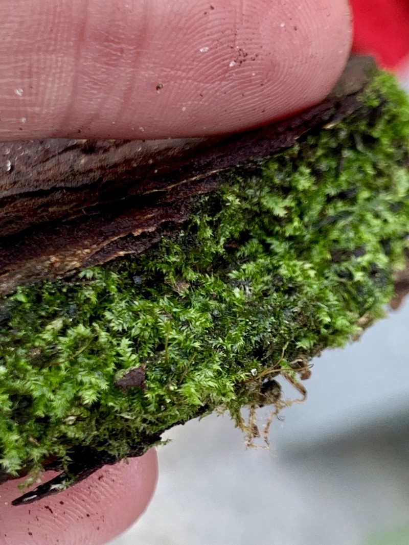 Isopterygium Moss photo 4