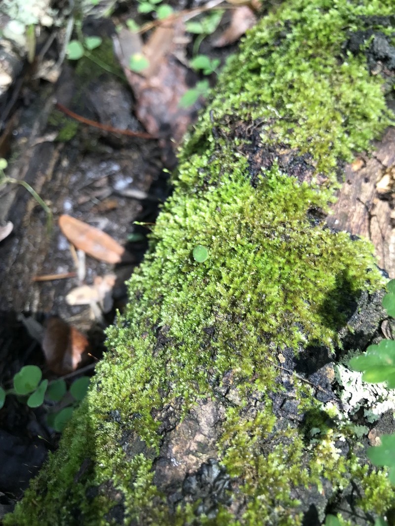 Isopterygium Moss photo 5