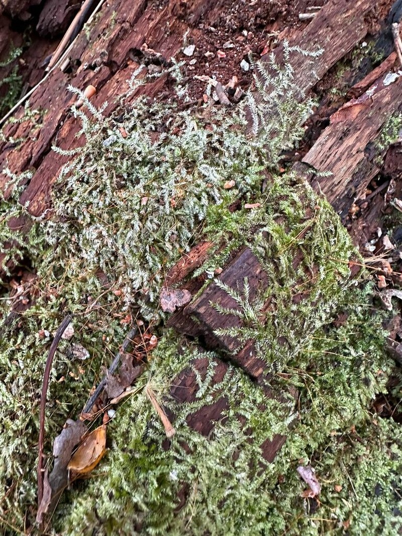 Isopterygium Moss photo 6